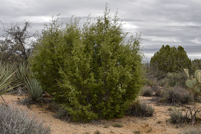 California Juniper grows up to 20 feet or more. This species prefers dry slopes, flats, pinyon-juniper communities and Mojave Desert desert-scrub. Juniperus californica